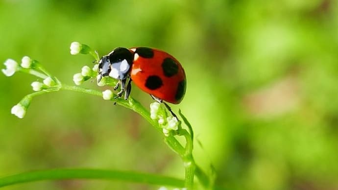 庭の害虫ハンターてんとう虫