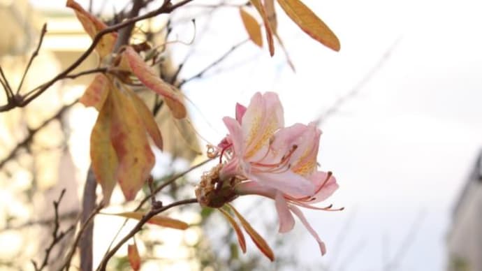 12月の花たち