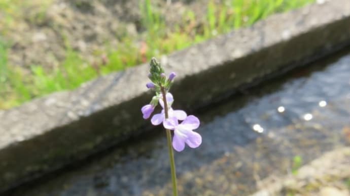 Canada toadflax