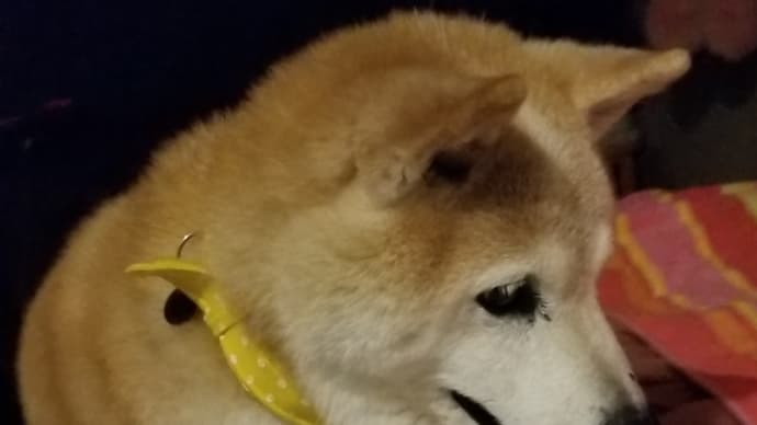 家の中は消毒液だらけ( =^ω^)