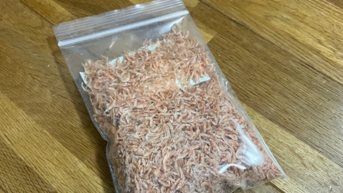 いつでもサビキ釣りできるようにマキエを準備しておく