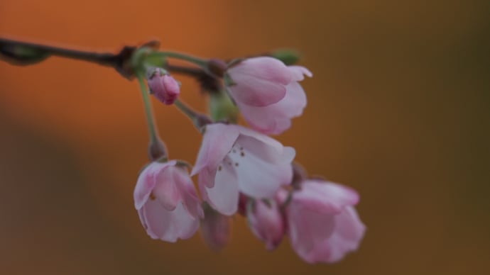 大宮公園桜開花はまだかな