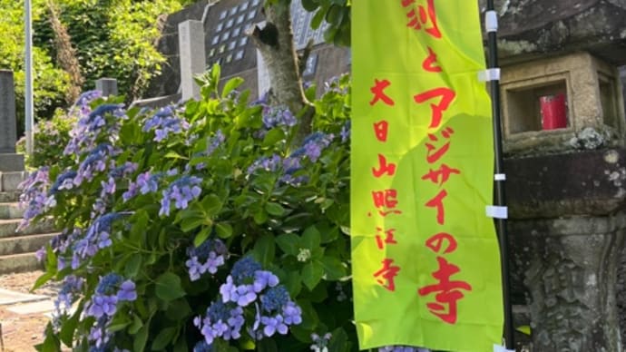 照江寺さんの紫陽花♪