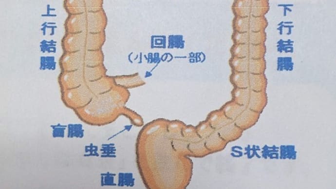 大腸内視鏡検査/大腸カメラ