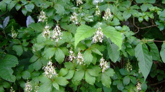 今時の野草の花たち