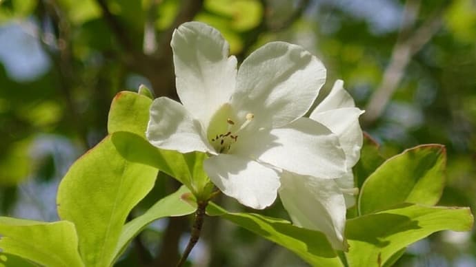 新緑の遊歩道を～秋保大滝植物園