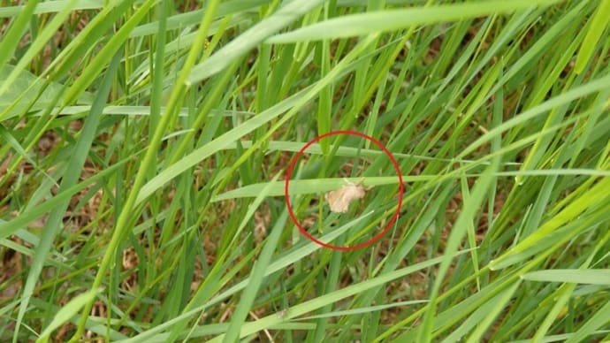 ヒナシャチホコ?(県森林研究所樹木園/立山町吉峰)