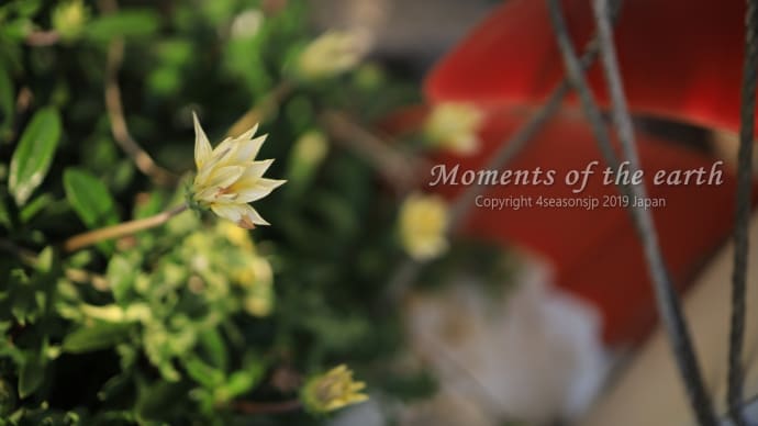 海辺の花 湘南の風景写真 EOS RP RF35mmF1.8