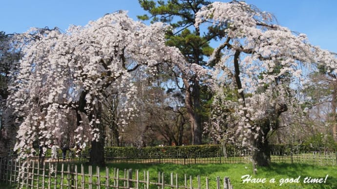 満開の桜を追いかけて 2022 vol.2 (京都御苑 近衛邸跡)