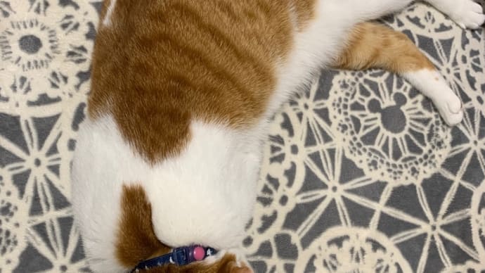 体は重くなかった