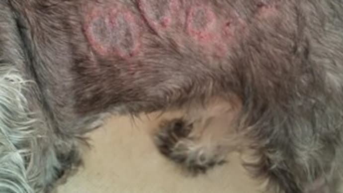 ミニチュアシュナウザー(8歳オス)の皮膚症状が改善した体験談です。