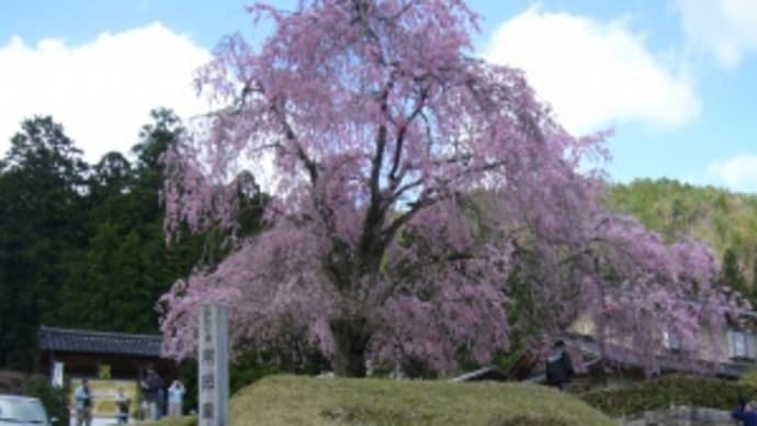 京北の桜の名所「常照皇寺」