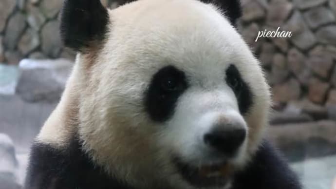 都江堰熊猫谷のパンダ達 ⑸