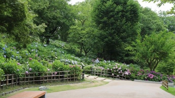 山田池公園の紫陽花 まだ楽しめます