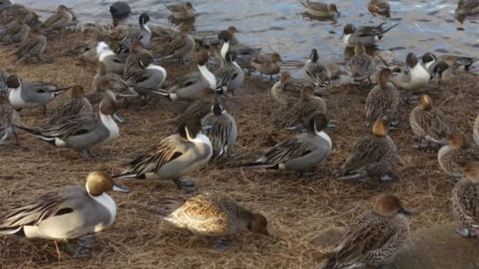 羽田沼の白鳥とカモ　２０２４/１