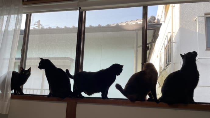 ウチの番猫たち