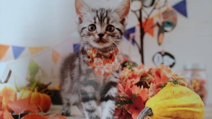 もうしばらくしたらハロウィン🎃の子猫ちゃんで癒されました。