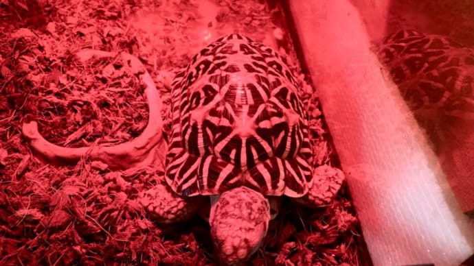 ☆ホシガメ☆今日はカメの日🐢(*´艸`)