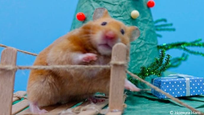 Hamster mountain maze ✨ Hamster in 5 cone maze ✨ Homura Ham