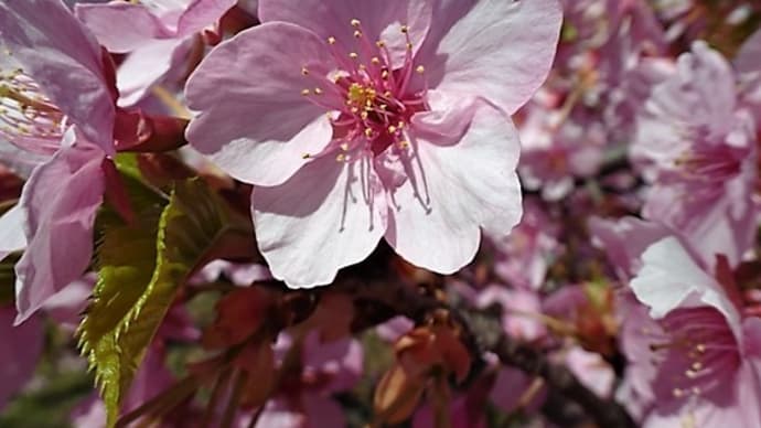 「河津桜」/上野公園