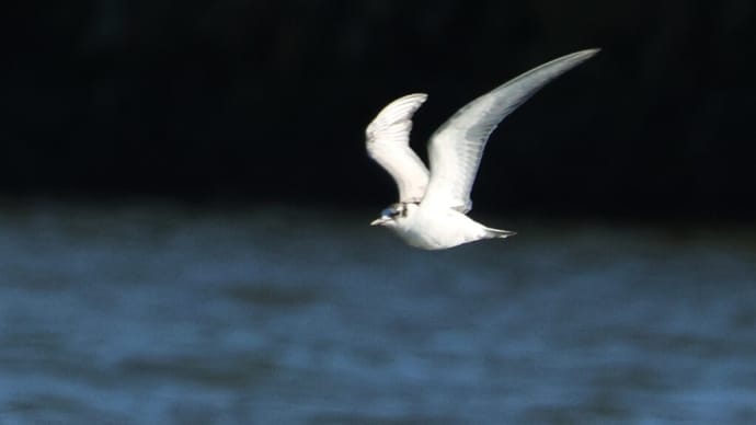 花の公園のクロハラアジサシ ・・・ 12月15日 大池で①