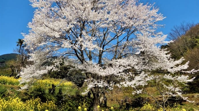 2020・3・26 ヤビツ峠の麓に咲く秦野市蓑毛の淡墨桜。今泉名水桜公園はまだこれから。