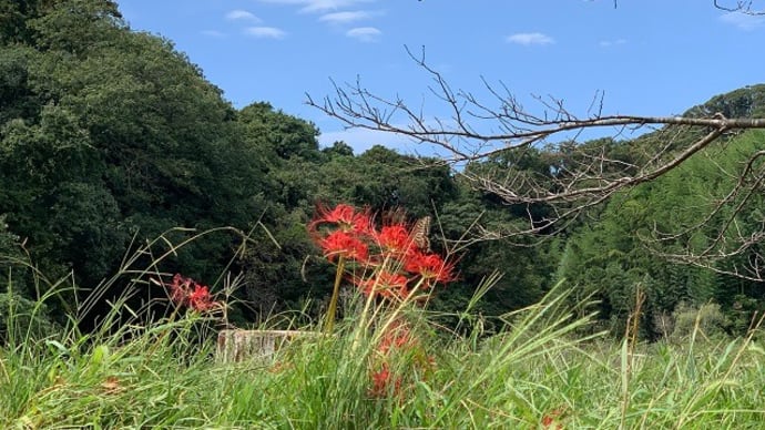 昨日の願いが叶い、程よい陽気で稲刈り
