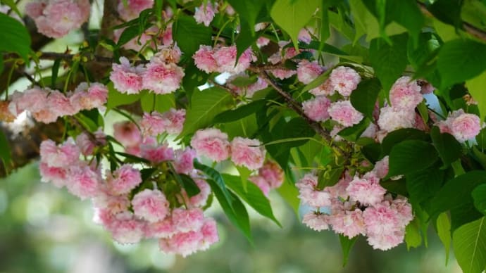 ●４月下旬の兼六園（1）　兼六園菊桜がピークに　ツツジ　能登キリシマ　日本シャクナゲ　エビネ
