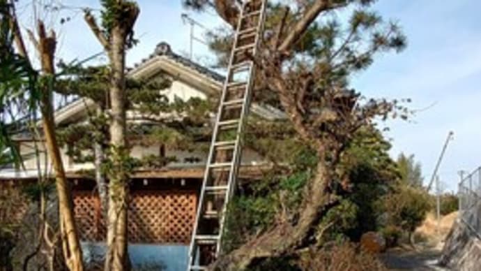 枝切りの準備