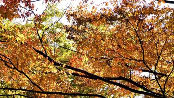２０２０・１１・１　こどもの国・秋の自然のつめあわせ。HIGASHIYA節気餅・蕎麦餅。