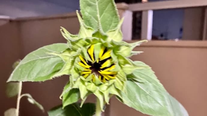 ベランダの♪ひまわりさん🌻