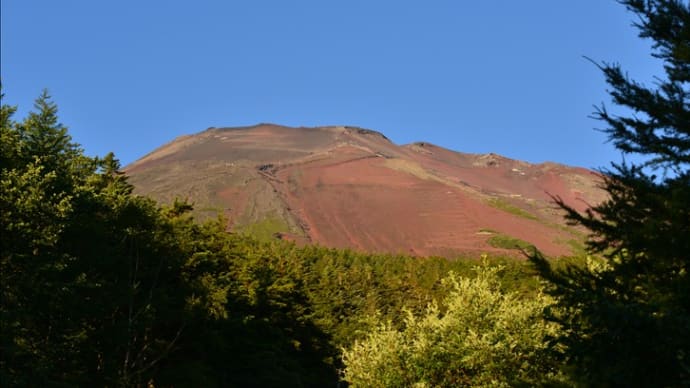 滝沢林道からの富士山と花①(回想)