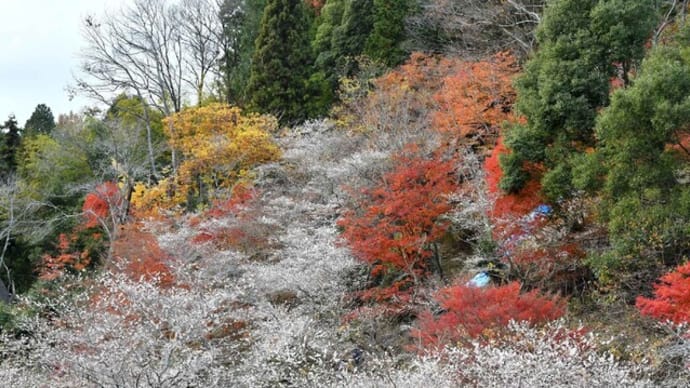 紅葉と四季桜