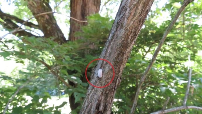 オオワラジカイガラムシ?♀(県森林研究所樹木園/立山町吉峰)