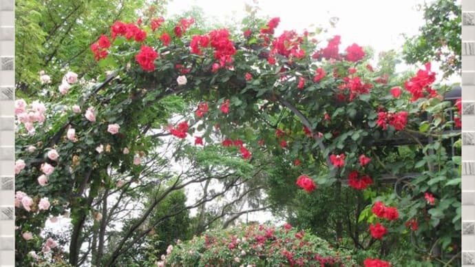花博記念公園鶴見緑地 その他の薔薇