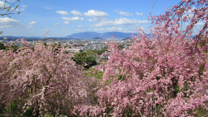 大神神社の枝垂れ桜