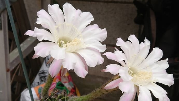 ☆いい夫婦☆