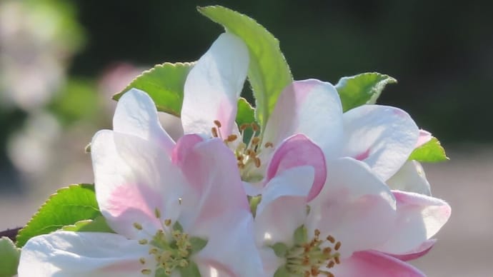 【写真】被災地のりんごの花がとてもきれい