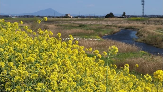 巴波川(うずまがわ)の菜の花