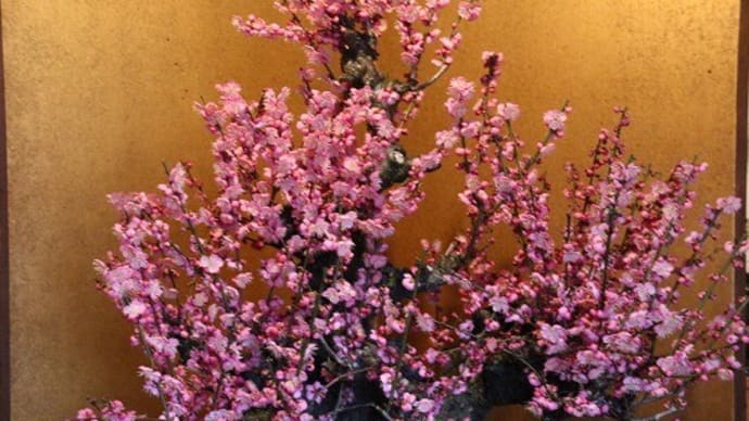 郡山城跡 大和郡山盆梅展