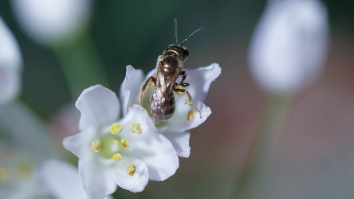 ●我が家の５月の花（12）　　パステルアリウム・ロゼアに蜂さん　　