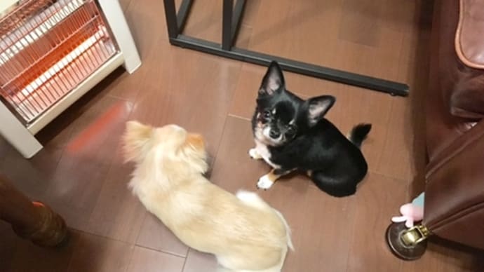 おコタの季節になったリリ