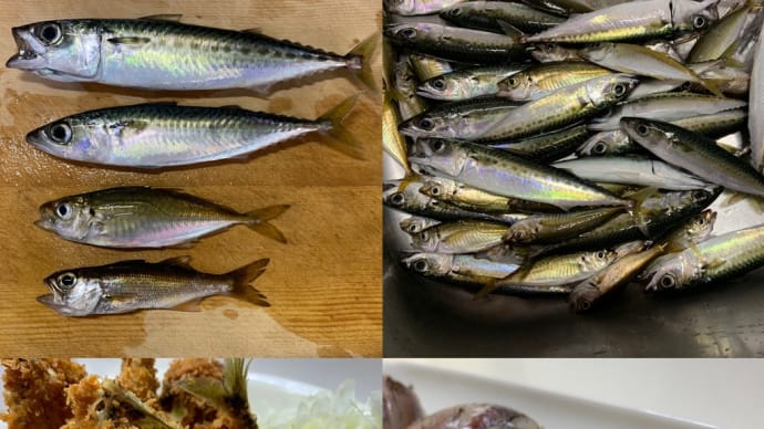 2024年6月30日【北条湾釣行】遊びながら釣りたてのアジを食べる釣りのお供の茶トラ猫