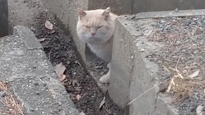 くろんど通信