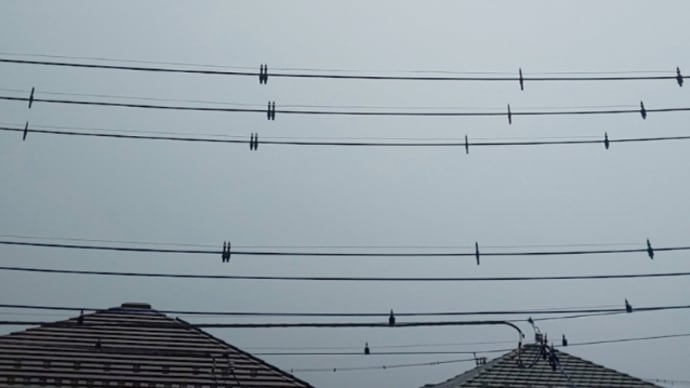 電線に鳥除け③