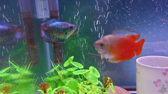 下段水槽水換えしました