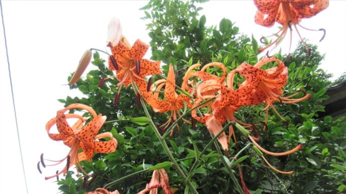 我が家で夏に咲く赤い花