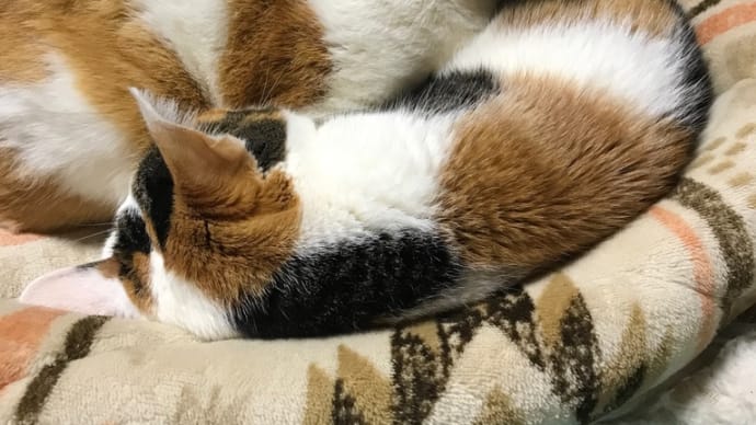 猫のサプリ2日目の挑戦