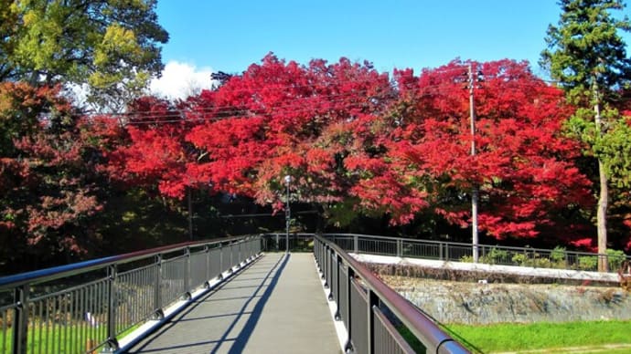 今日の紅葉、黄葉、落ち葉の絨毯