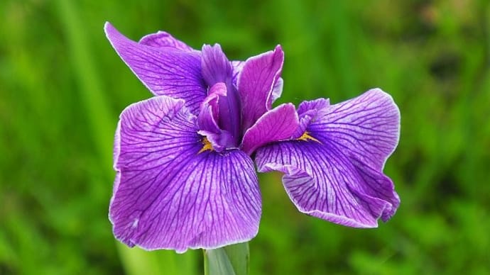 大船FC~花菖蒲と蓮の花